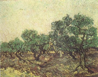 Vincent Van Gogh Olive Picking (nn04) oil painting picture